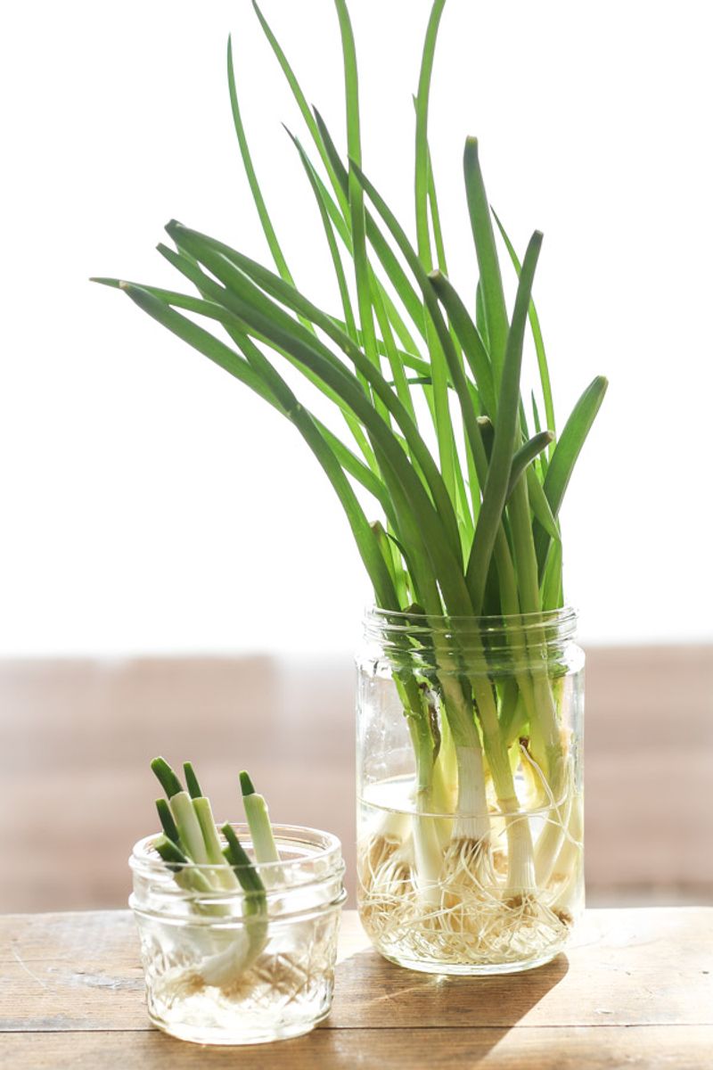 Green Onions (Allium Fistulosum)