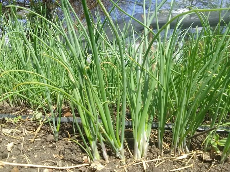 Green Onions Are Ready To Harvest Surprisingly Early Green Onions Are Ready To Harvest Surprisingly Early