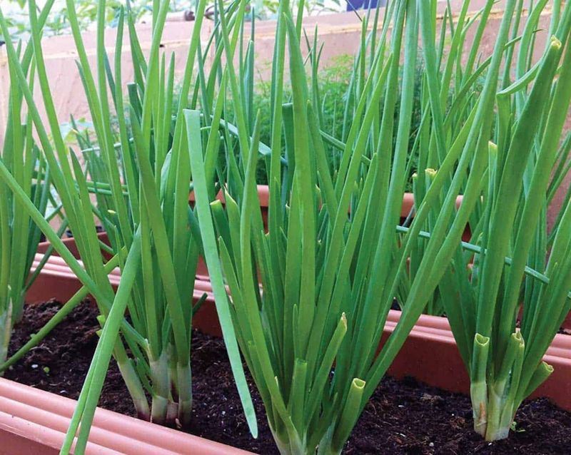 Green Onions Fit Easily Into Compact Patio Pots Green Onions Fit Easily Into Compact Patio Pots