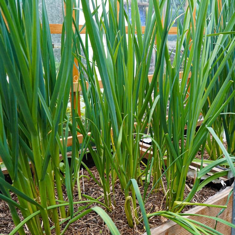 Green Onions Fit Into Small Open Spaces