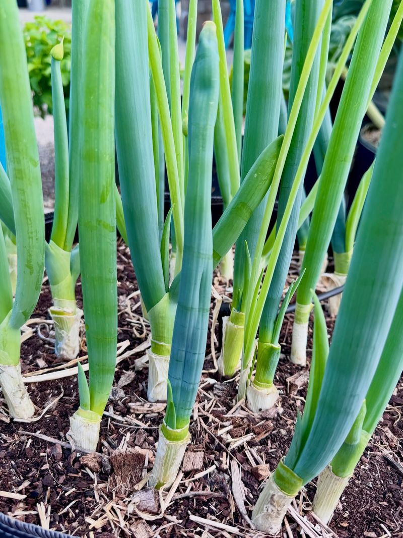 Green Onions Grow Quickly And Handle Warm Conditions