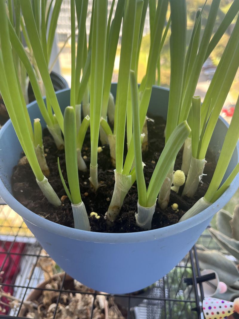 Green Onions Keep Producing In Small Spaces Green Onions Keep Producing In Small Spaces