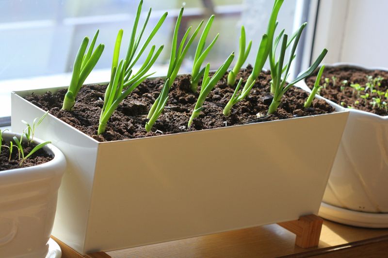 Green Onions Make Container Growing Easy
