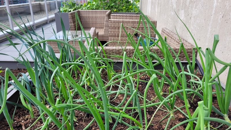 Green Onions Regrow Quickly After Cutting