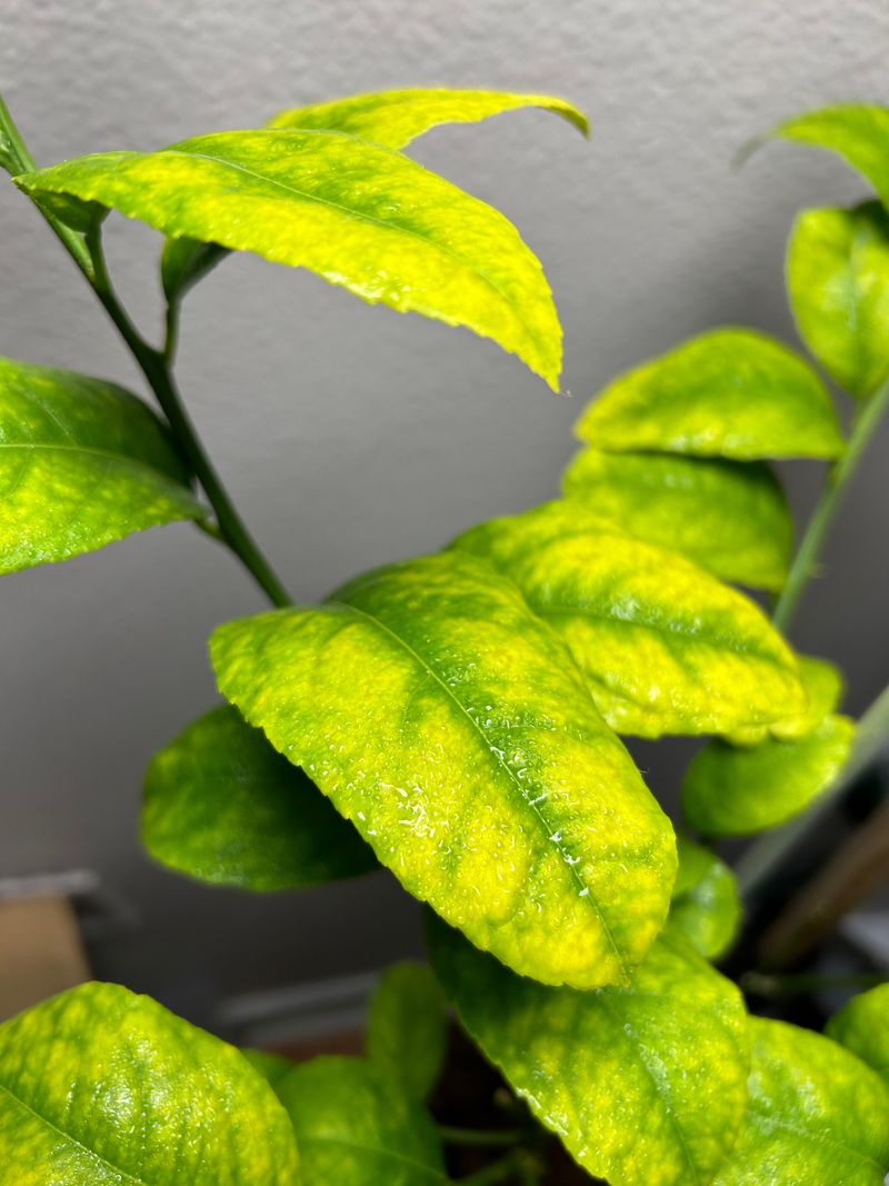 Green Veins On Yellow Leaves Tell A Different Story