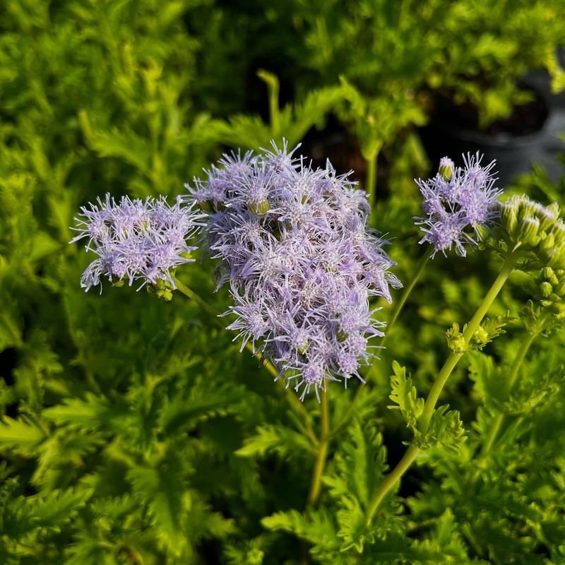 Gregg's Mistflower