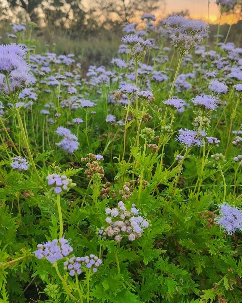 Gregg's Mistflower Gregg's Mistflower