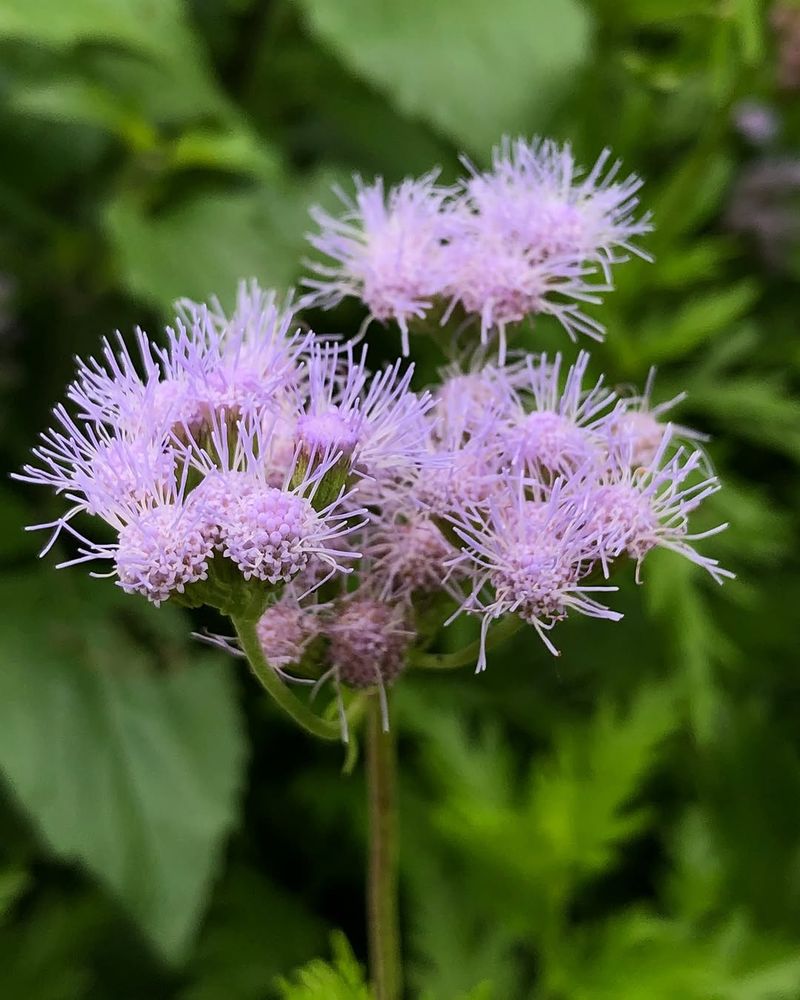 Gregg's Mistflower