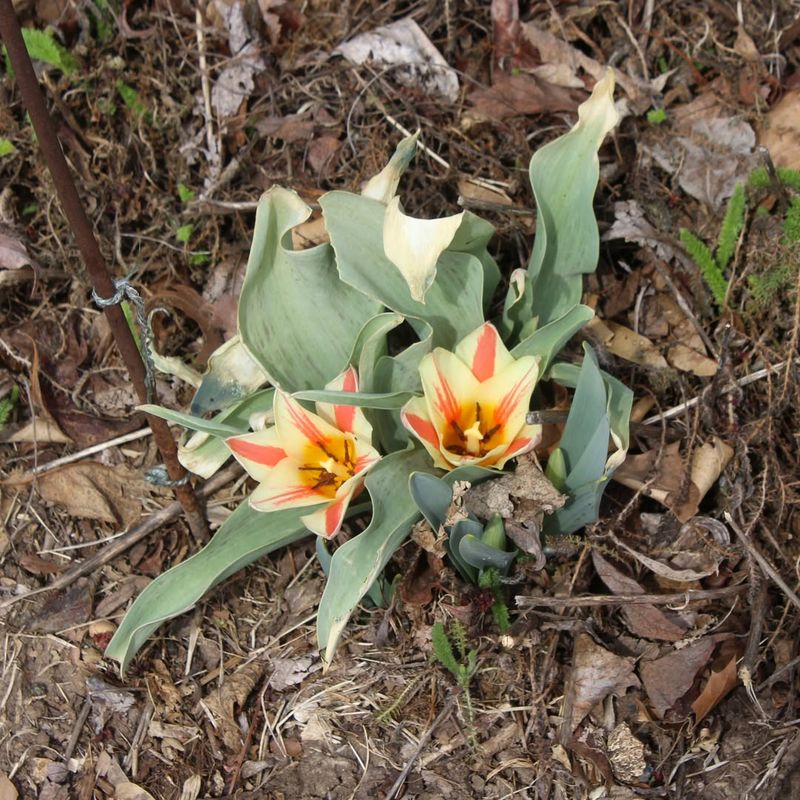Greigii Tulips (Tulipa Greigii Hybrids)