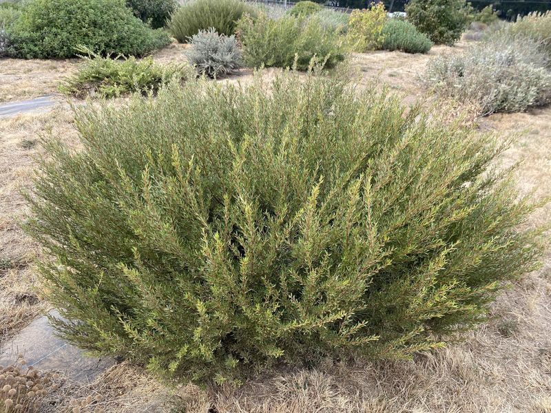 Grevillea Brings Evergreen Texture To Dry Borders