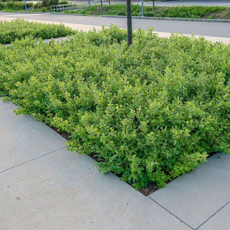 'Gro-Low' Fragrant Sumac 