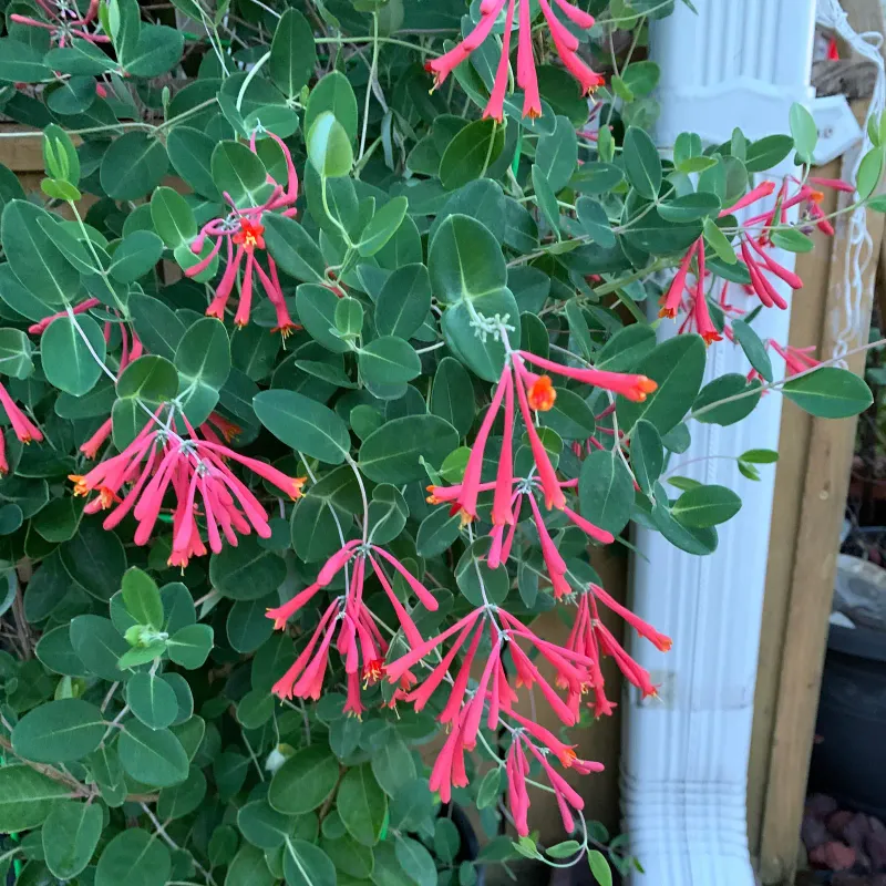Vines Grow Better With A May Boost