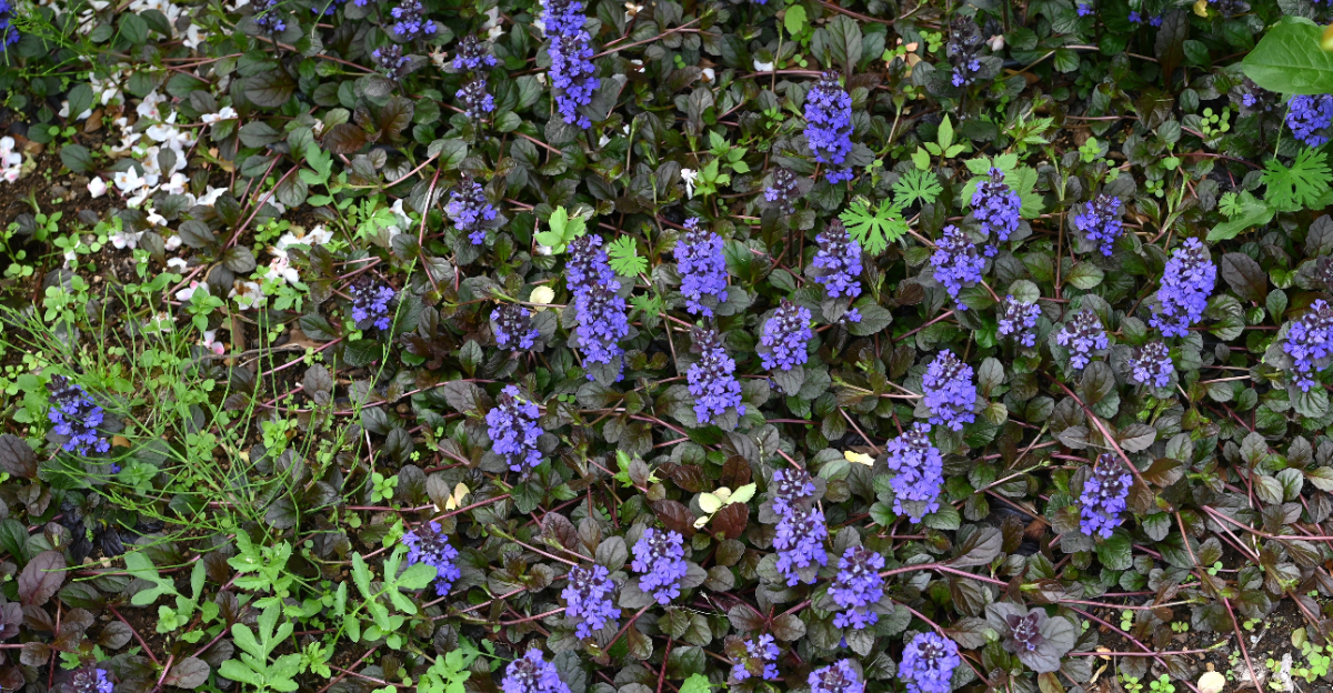 bugleweed groundcover