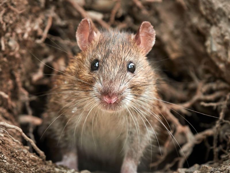 Ground Feeding Encourages Unwanted Visitors