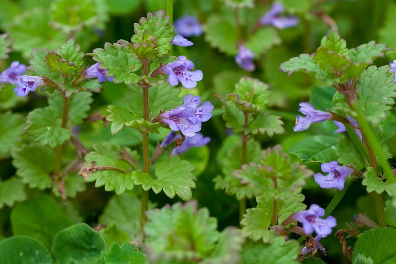 Ground Ivy
