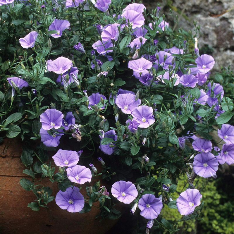 Ground Morning Glory Brings Color Without Turf Problems Ground Morning Glory Brings Color Without Turf Problems