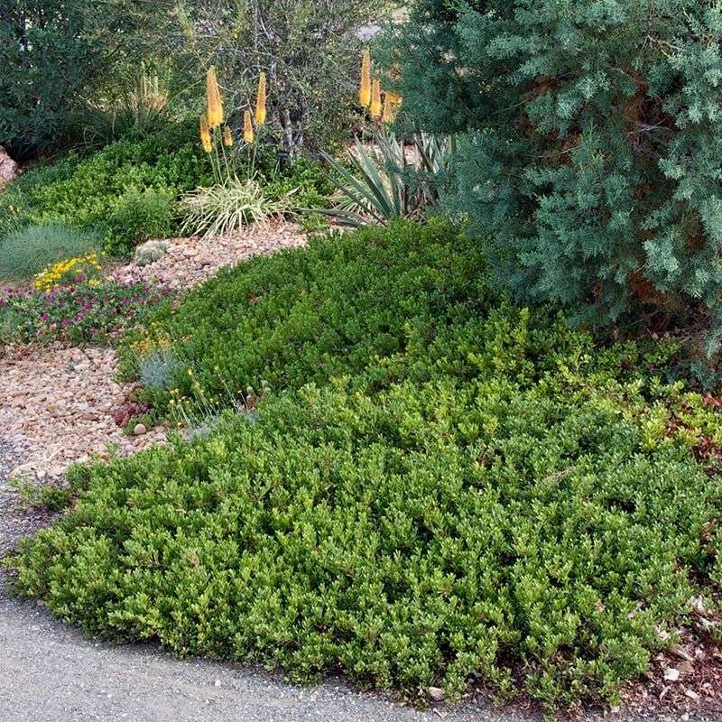 Groundcover Manzanita