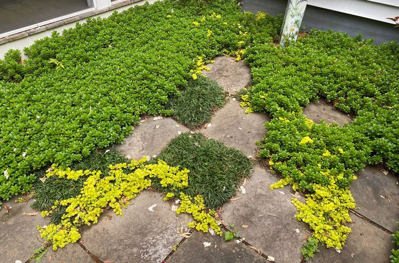 Groundcovers Planted Too Densely Can Increase Tick Hiding Areas