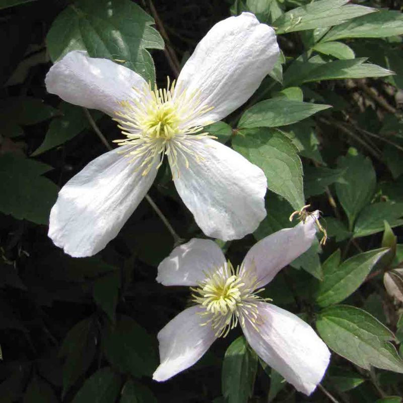 Group 1 Clematis Should Be Pruned After Spring Flowers Fade