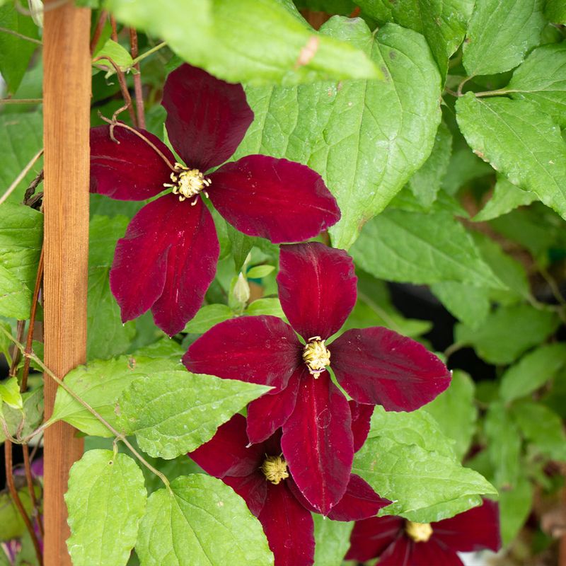 Group 2 Clematis Can Be Trimmed Again After The First Bloom