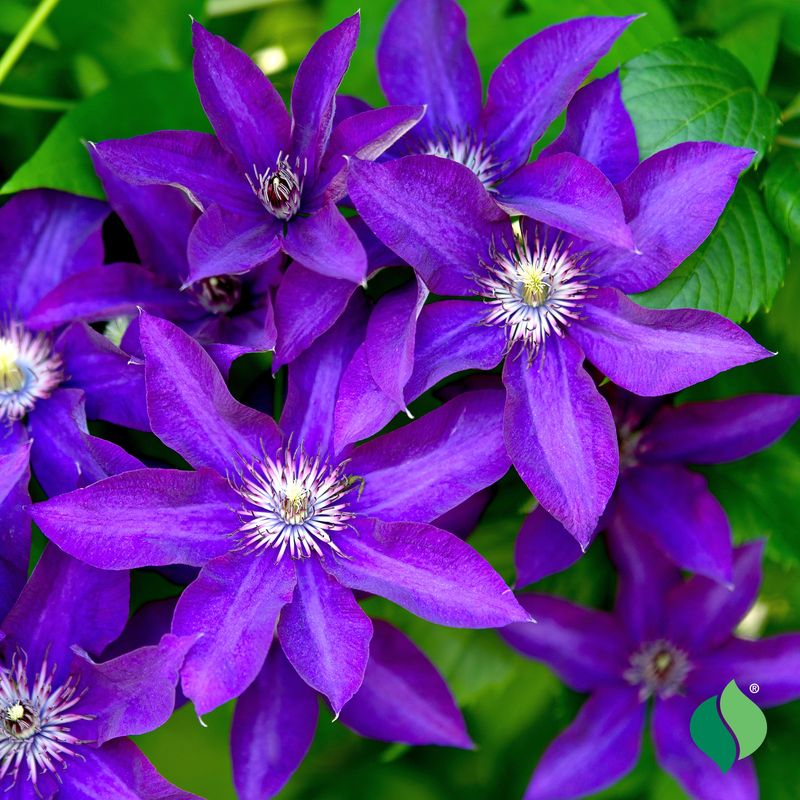 Group 2 Clematis Need A Light Trim In Late Winter