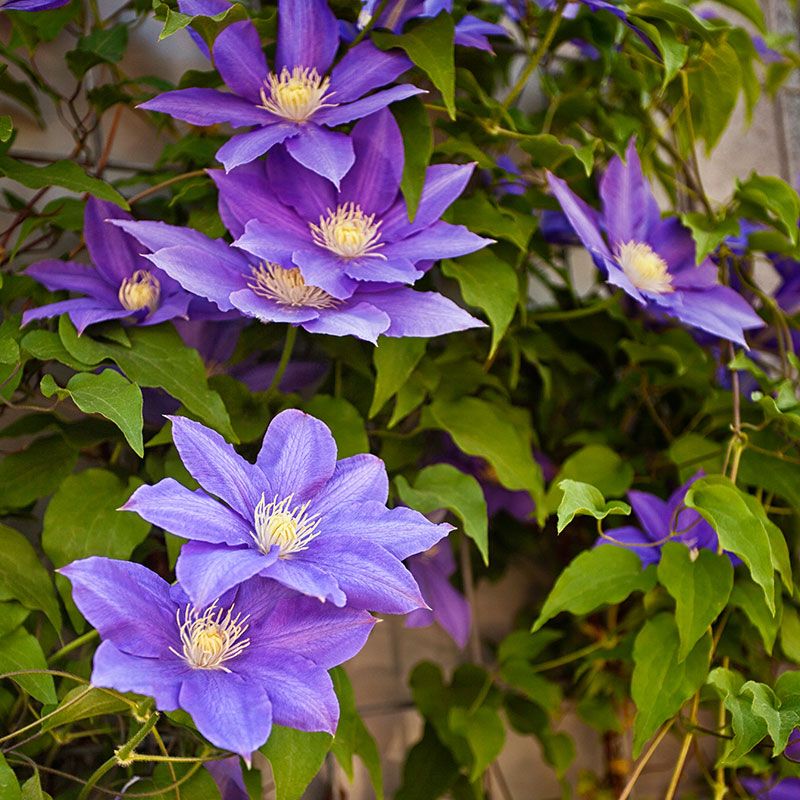 Group 3 Clematis Should Be Cut Back Hard Before Spring Growth