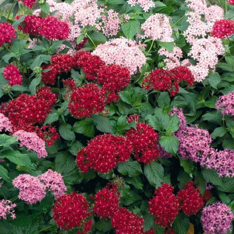 Group Pentas For A Bigger Butterfly Signal