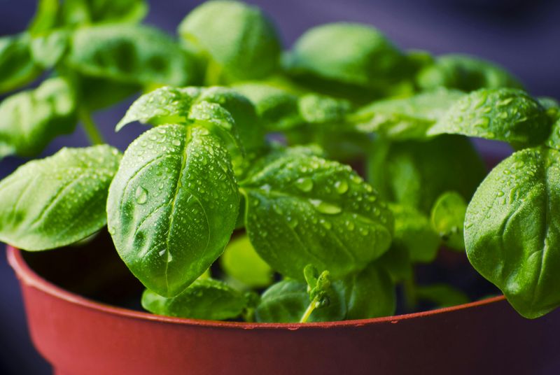 Grow Basil For Big Summer Flavor