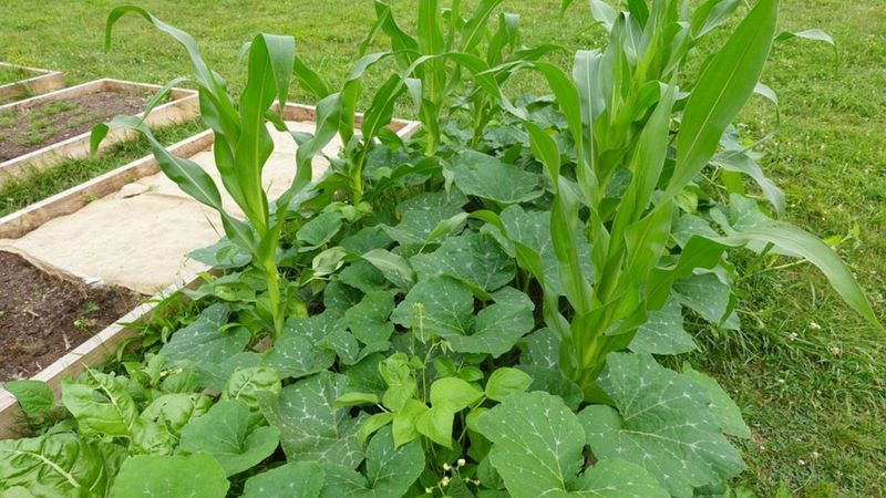Grow Beans Near Corn Only With Enough Bed Space