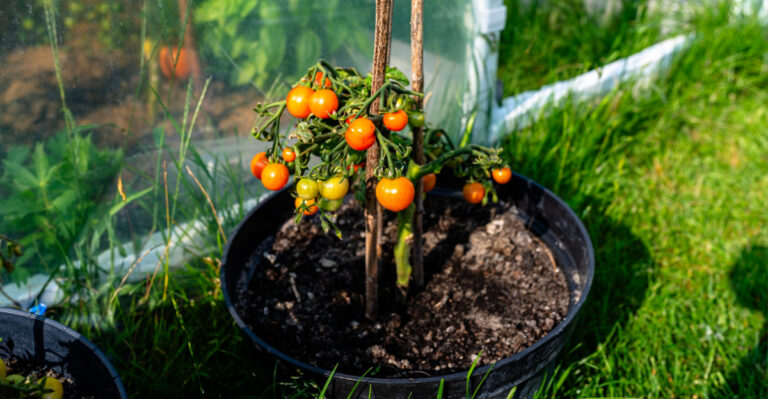 Grow Better Tomatoes In Containers In Oregon With These Simple Tricks