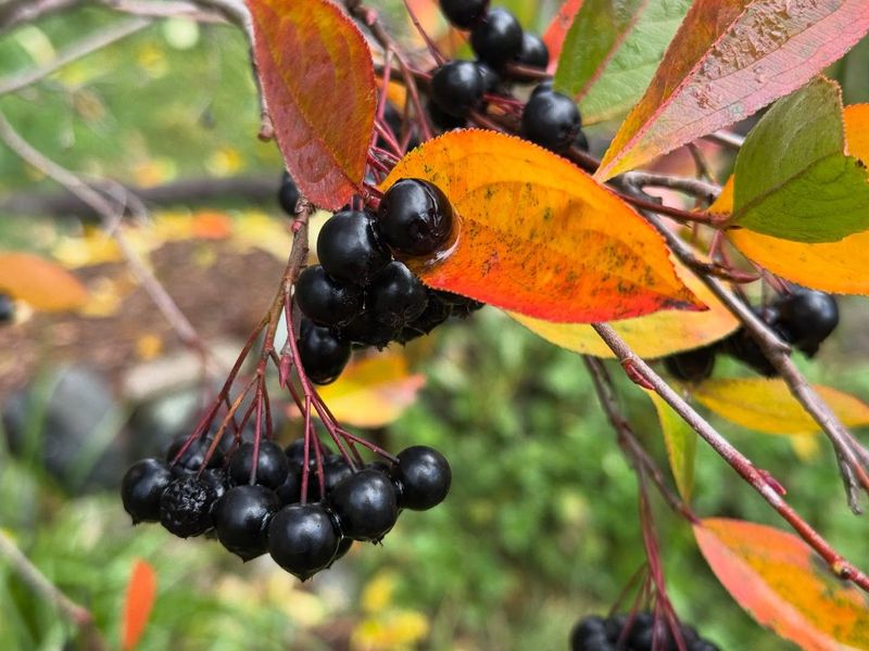 Grow Black Chokeberry For Flowers Berries And Fall Color