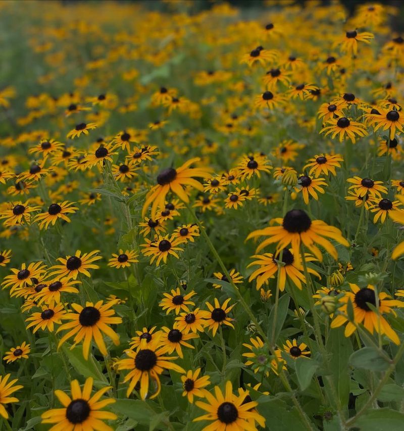 Grow Black-Eyed Susan, The Ultimate Cheerleader Flowe
