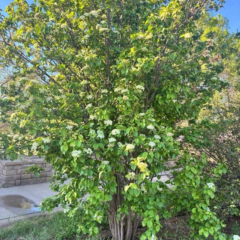 Grow Blackhaw Viburnum For Thicker Privacy Grow Blackhaw Viburnum For Thicker Privacy