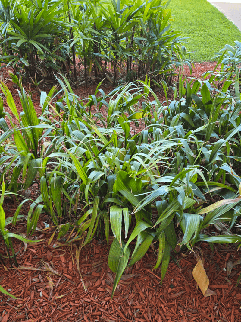 Grow Cast Iron Plant For Deep Shade Drama