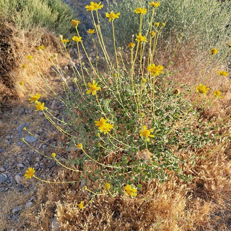 Grow Desert Marigold For Cheerful Heat-Proof Color