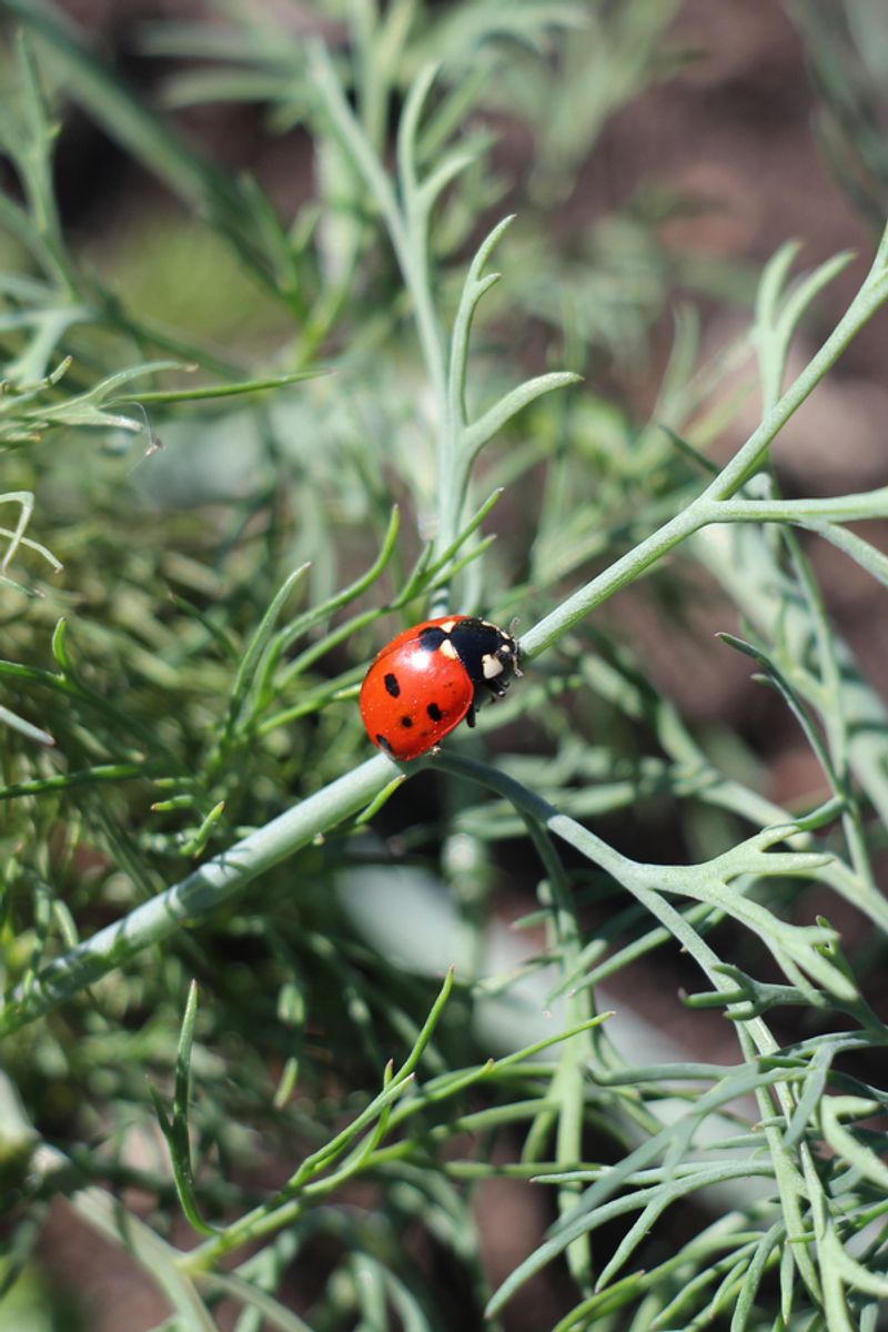 Grow Dill Flowers To Draw Beneficial Insects Grow Dill Flowers To Draw Beneficial Insects