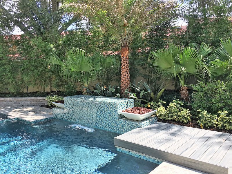 Grow Dwarf Palmetto For A Native Poolside Option