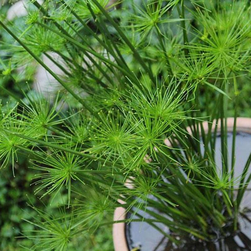Grow Dwarf Papyrus In A Patio Water Pot Grow Dwarf Papyrus In A Patio Water Pot