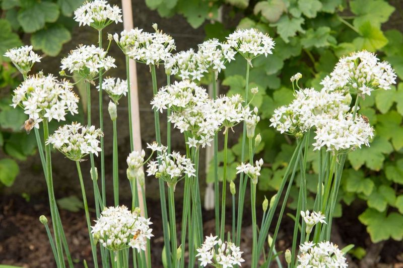 Grow Garlic Chives Near Paths And Edges