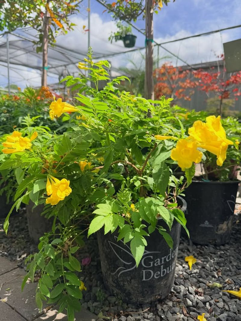 Grow Gold Star Esperanza For Sunny Patio Color