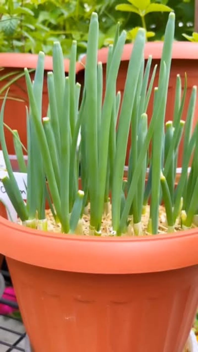Grow Greens From Fall Through Spring