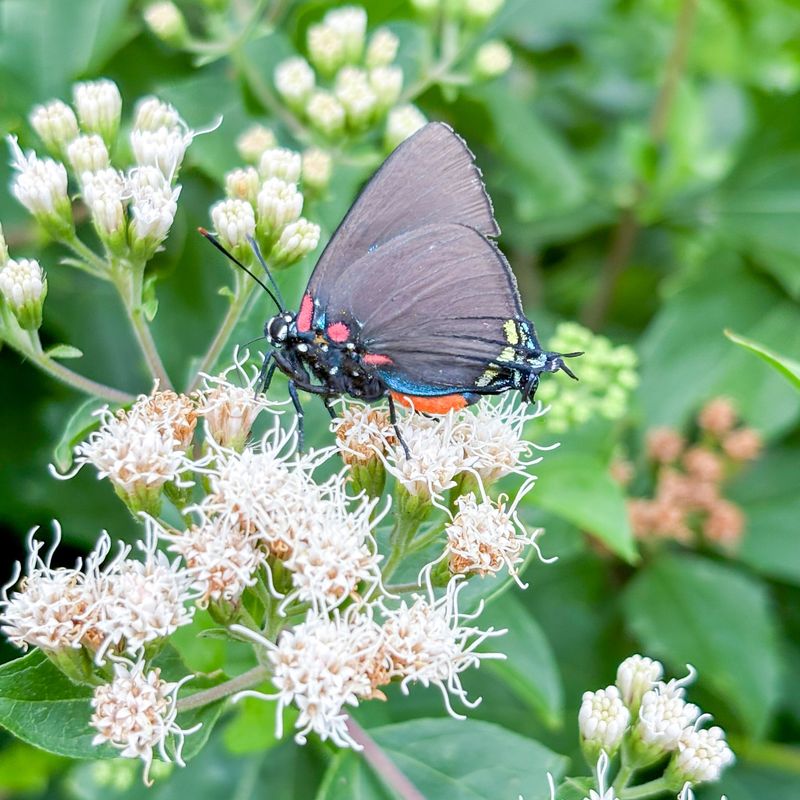 Grow Habitat That Brings Helpers In