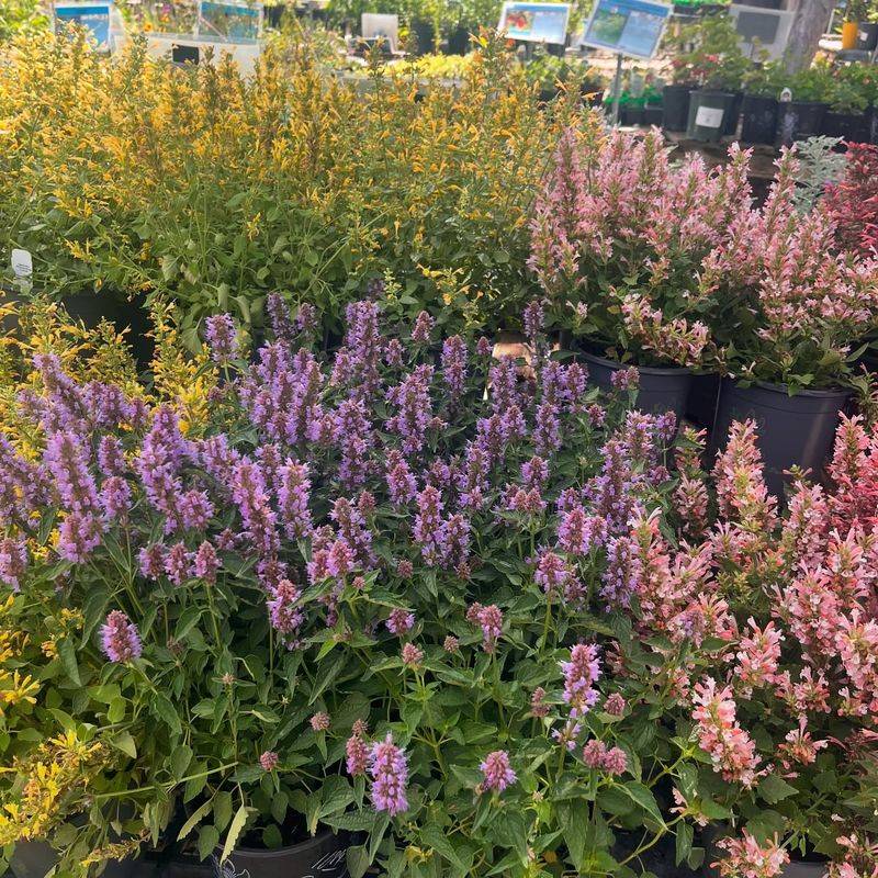 Grow Hummingbird Mint For Patio Color And Motion Grow Hummingbird Mint For Patio Color And Motion