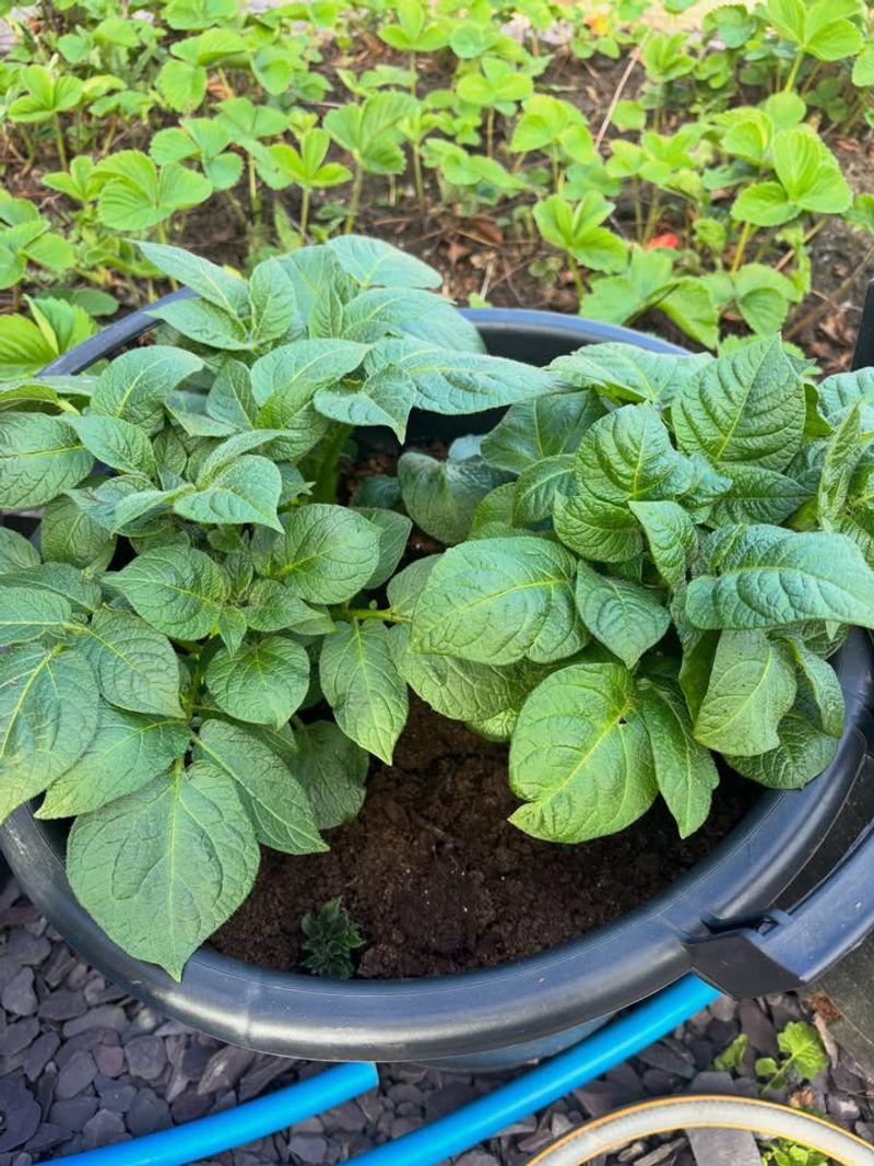 Grow In Containers Or Raised Beds To Save Space