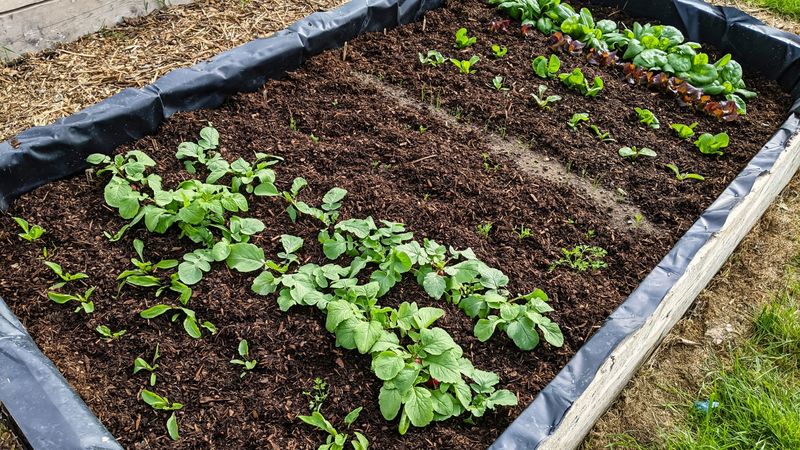 Grow In Raised Beds Or Loose Soil