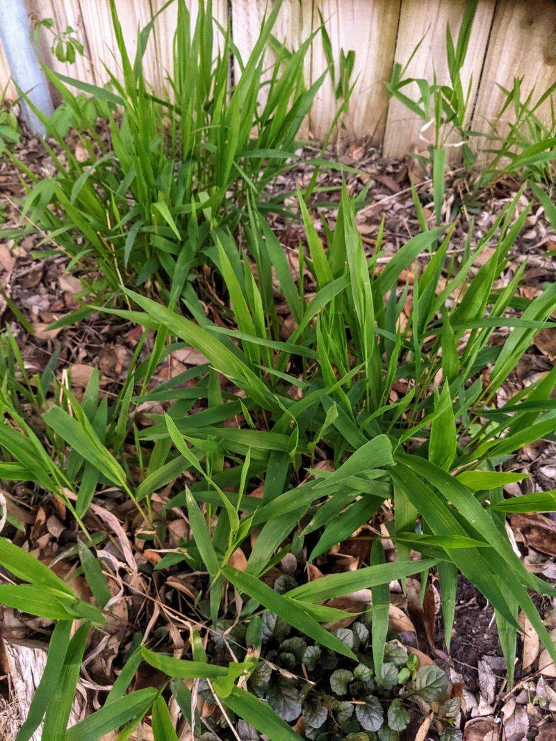 Grow Inland Sea Oats Where Shade Ruins Everything Else