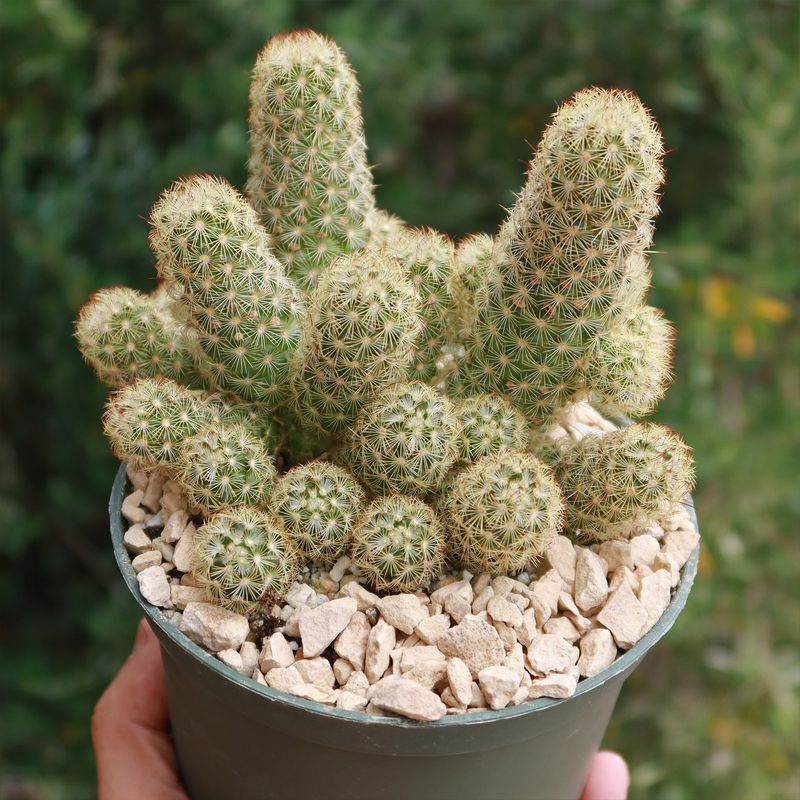 Grow Ladyfinger Cactus For Small Spaces