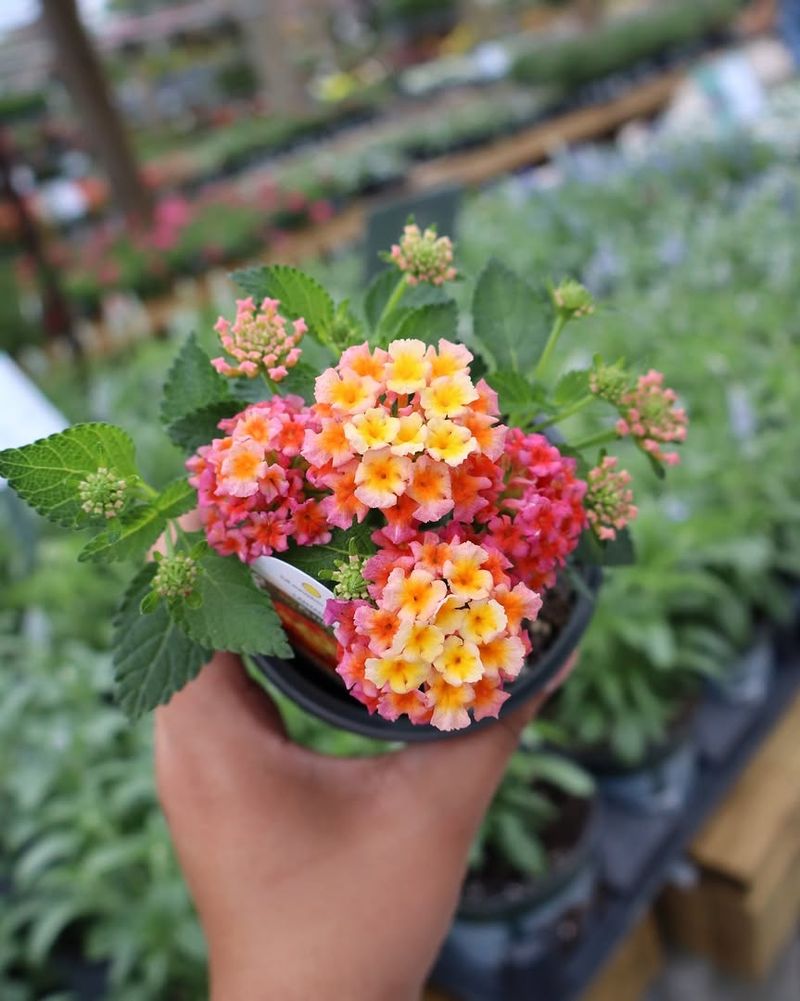 Grow Lantana For Color In Patio Heat
