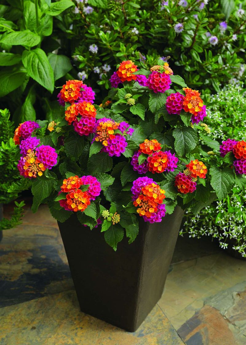 Grow Lantana In Containers For Better Heat And Control