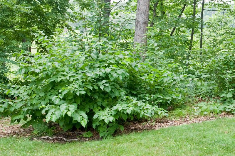 Grow Living Cover With American Hazelnut
